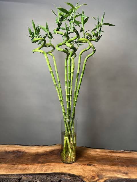 bamboo