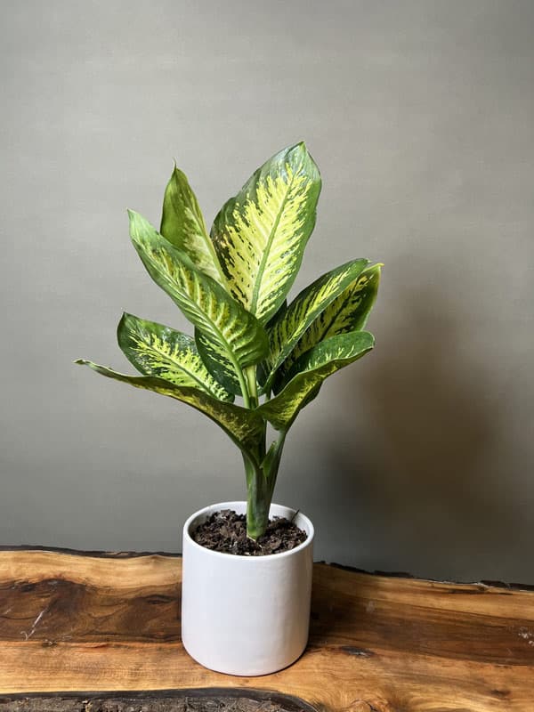 dieffenbachia