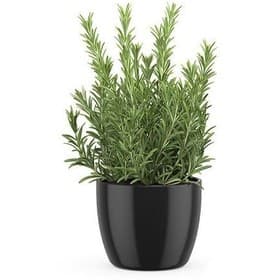 rosemary