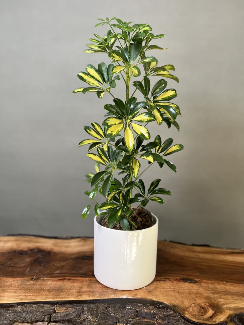 scheflera