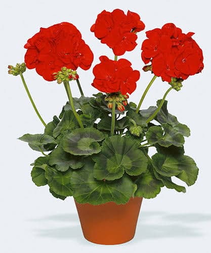 pelargonium