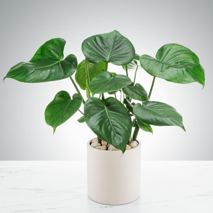 philodendron