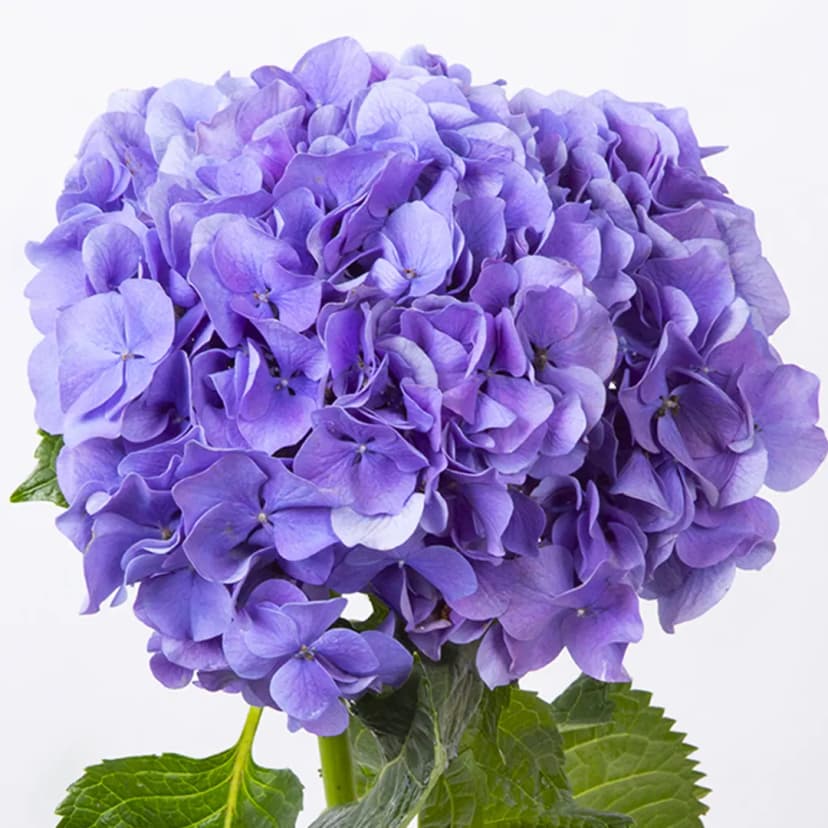 hydrangea