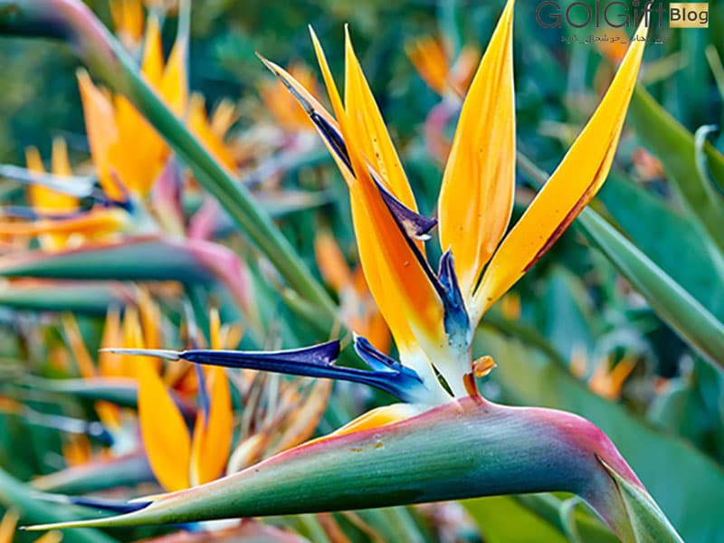 strelitzia