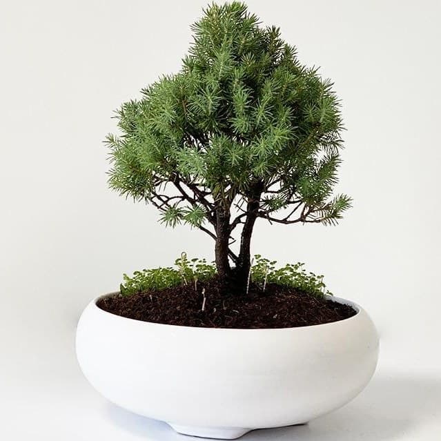 pinus