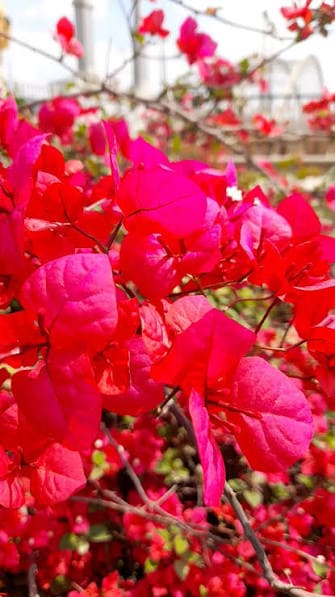 bougainvillea